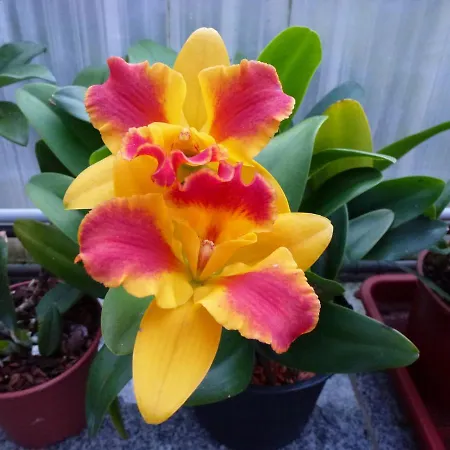 Zimmervermietung Babsy Zell am See