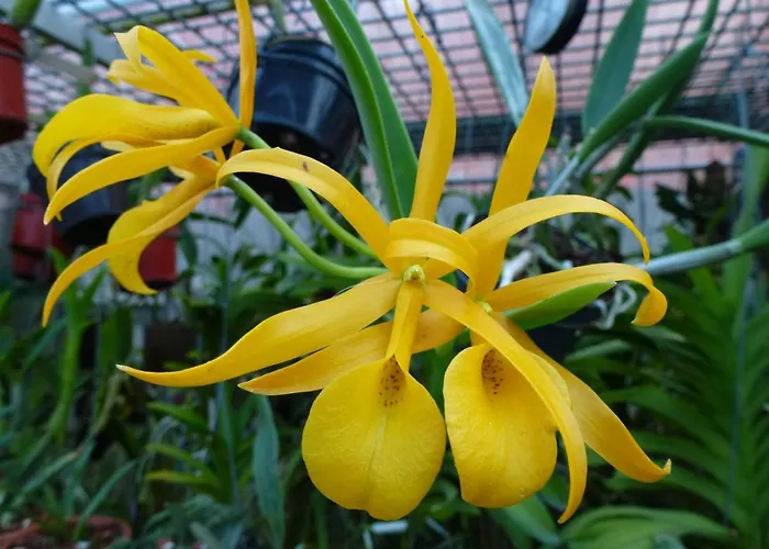 Zimmervermietung Babsy Целль-ам-Зеє