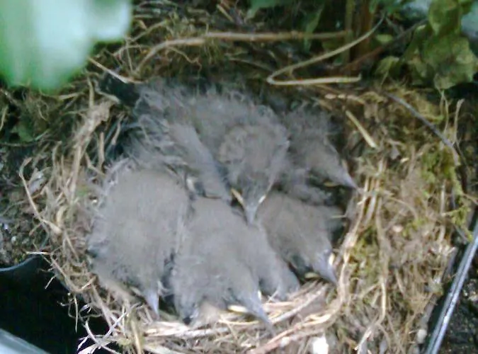 Zimmervermietung Babsy Frühstückspension