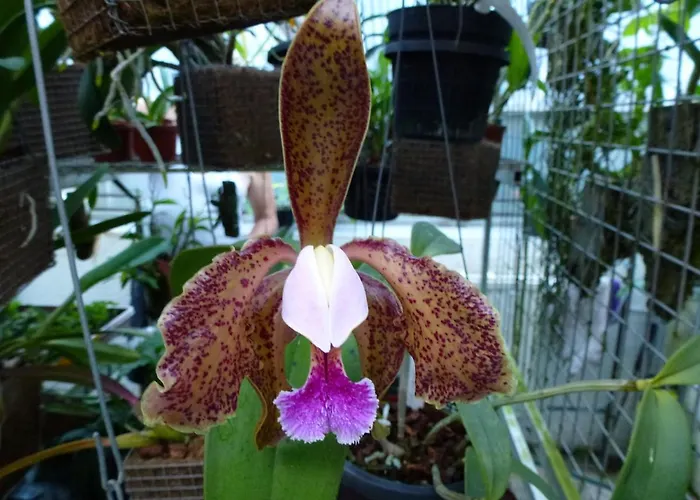 تسيمرفيرميتونغ بابسي زيل أم سي