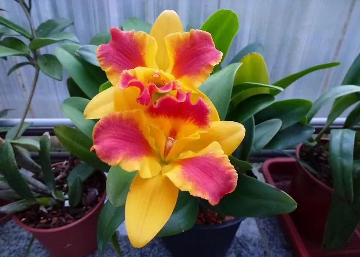 Zimmervermietung Babsy Zell am See