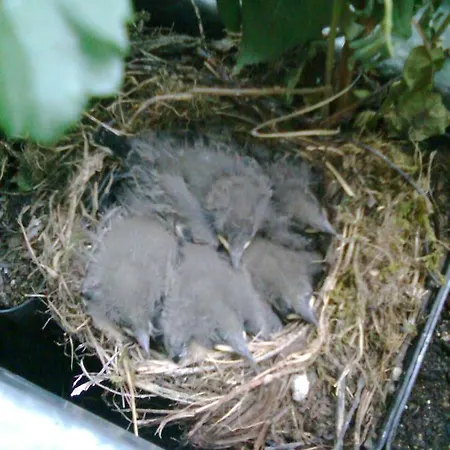 Zimmervermietung Babsy Bed and breakfast